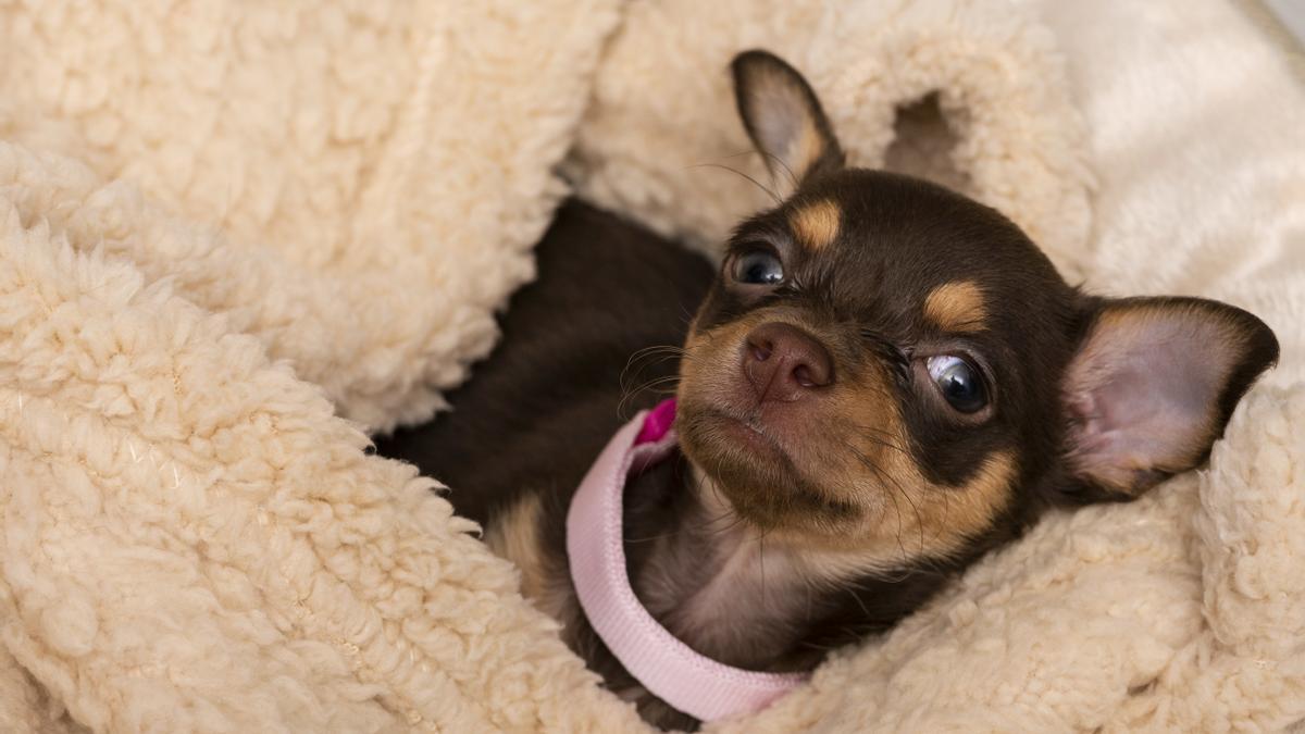 Chihuahua: una de las razas de perros pequeños más cariñosas