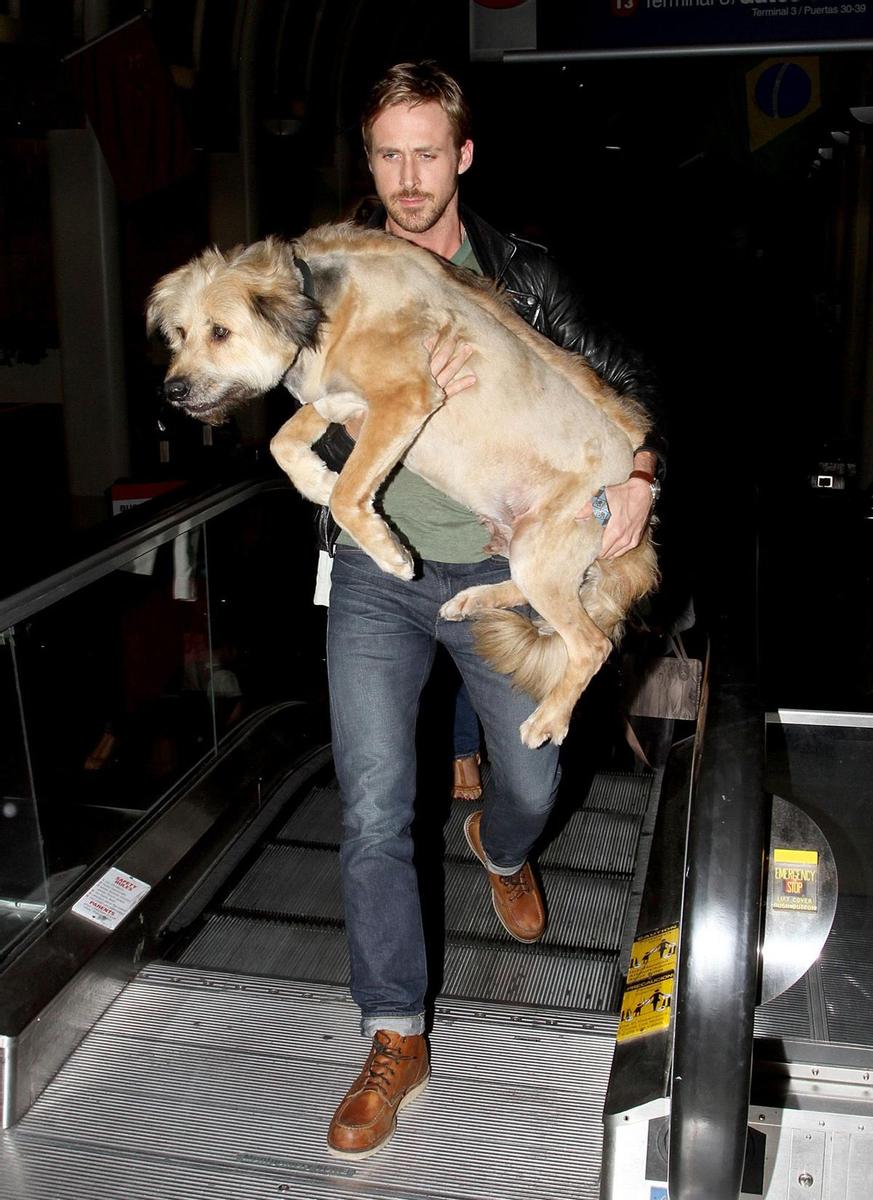 Ryan Gosling, con su perro a todas partes