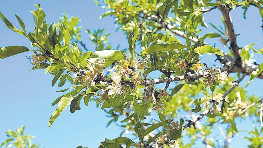 Los productores de frutos secos piden la adaptación de los eco-regímenes a cada zona