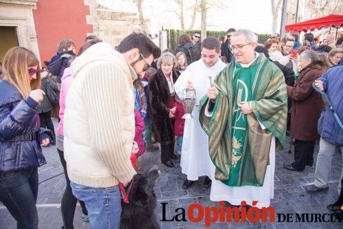 Bendición de animales en Caravaca