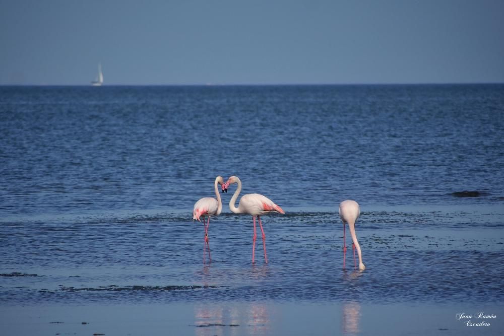 Flamencos en el Mar Menor