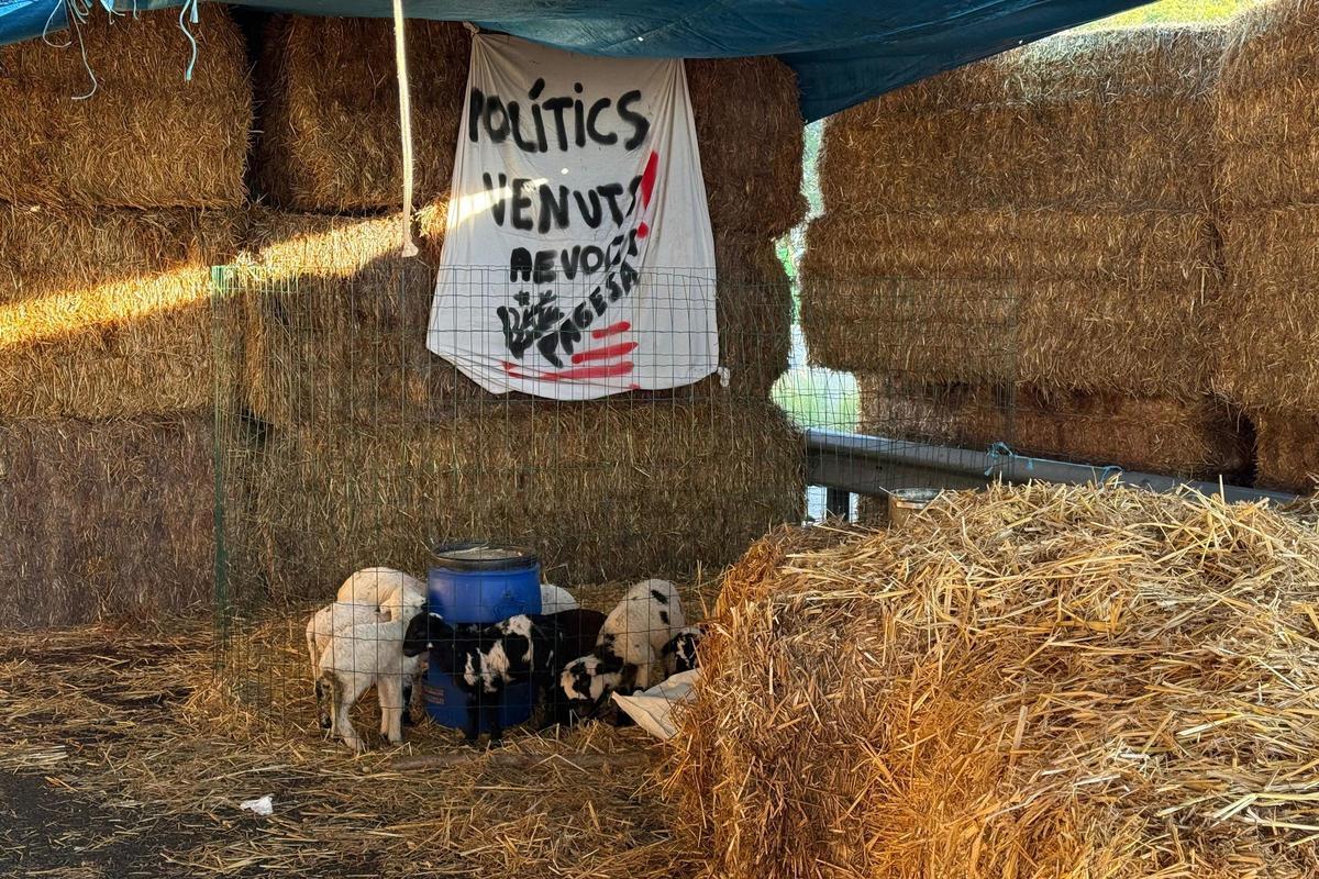 Els xais que els pagesos han portat al tall a l'AP-7.