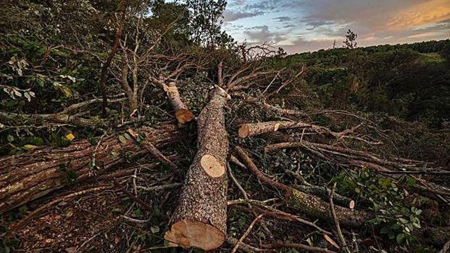Imatge de la tala d&#039;arbres al paratge del Vilar.