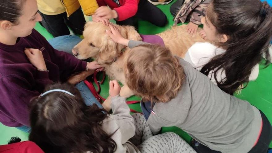 Escolares porriñeses participan en obradoiros con cans de terapia