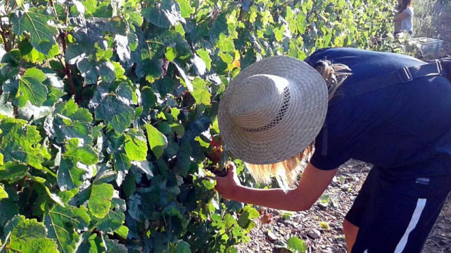 Un home veremant en una vinya de Colera