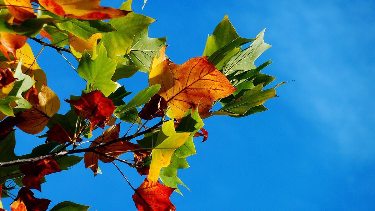 Imagen de archivo de hojas de diferentes colores durante el otoño.