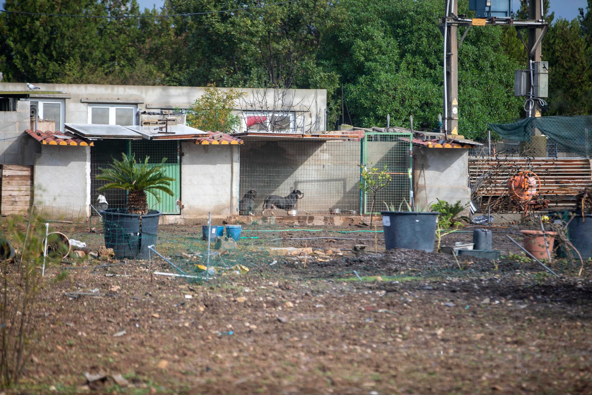 Siete detenidos en la redada contra la droga y el maltrato animal en Son Malferit