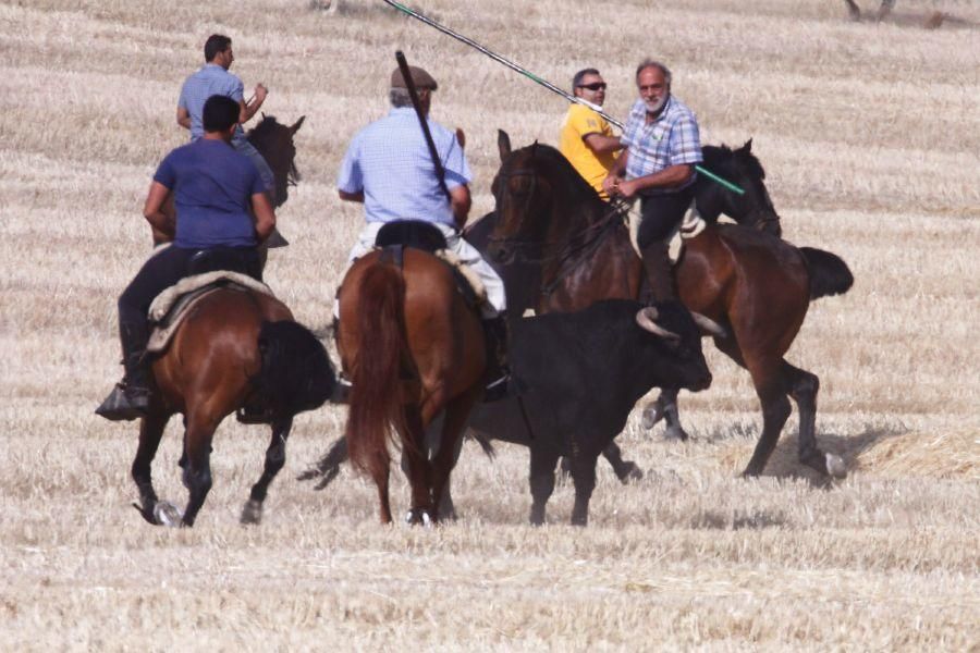 Fiestas en Zamora: Encierro campero en VIllaescusa