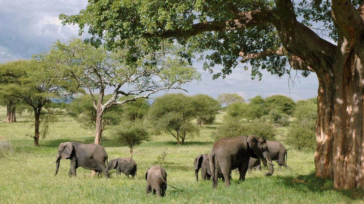 Elefantes en Tanzania