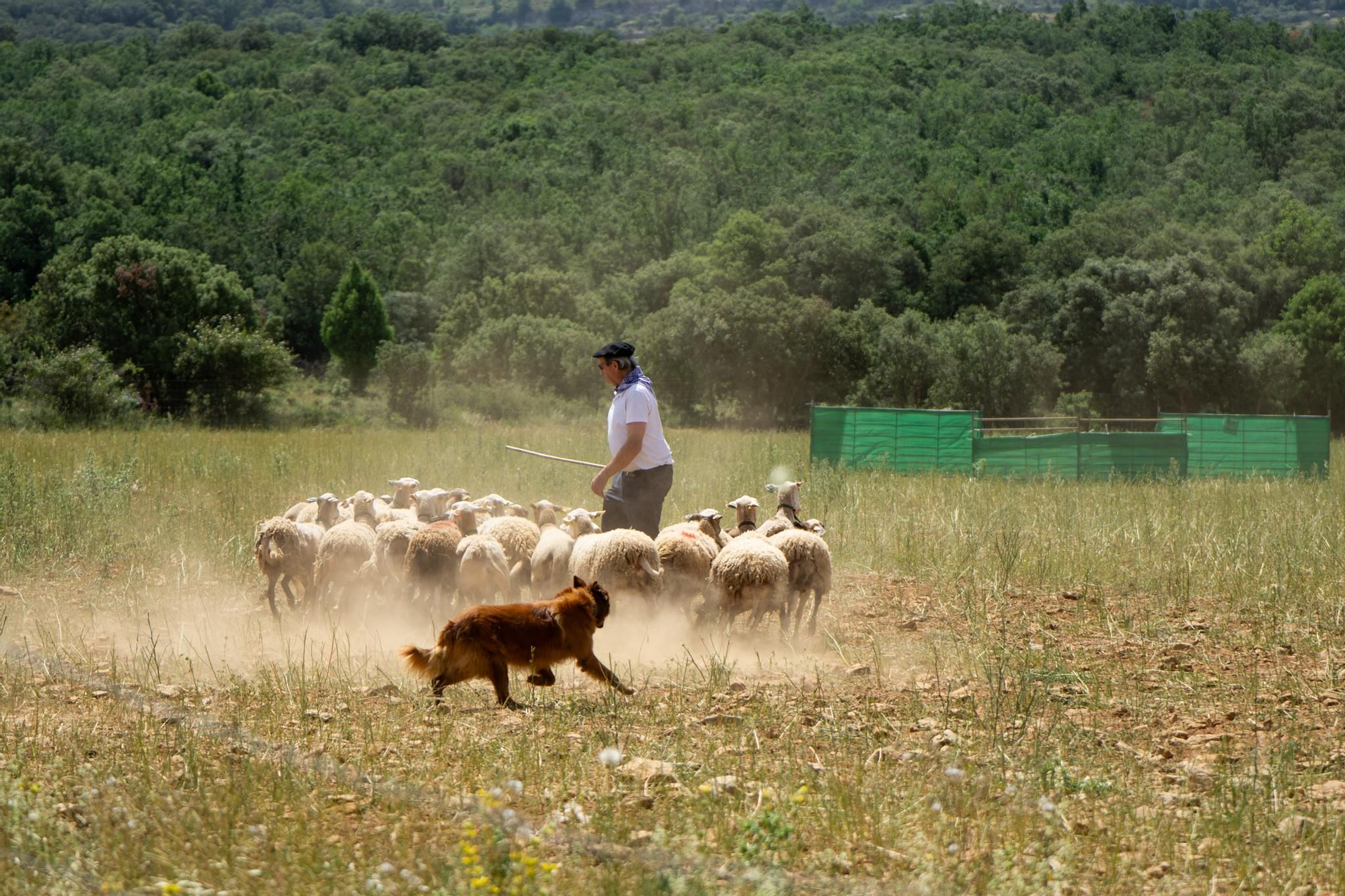 FOTOGALERÍA: Las imágenes del concurso de perros pastores de Ares del Maestrat