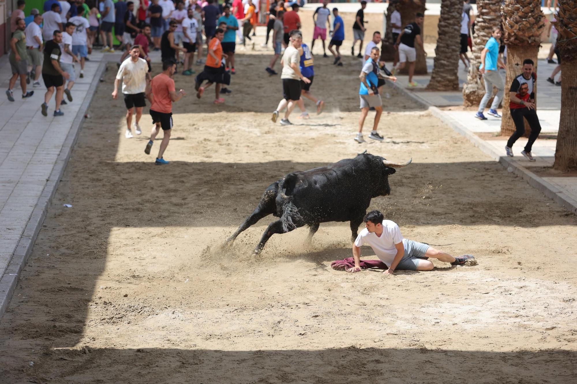 Encierro de cerriles en las fiestas de Sant Pere del Grau