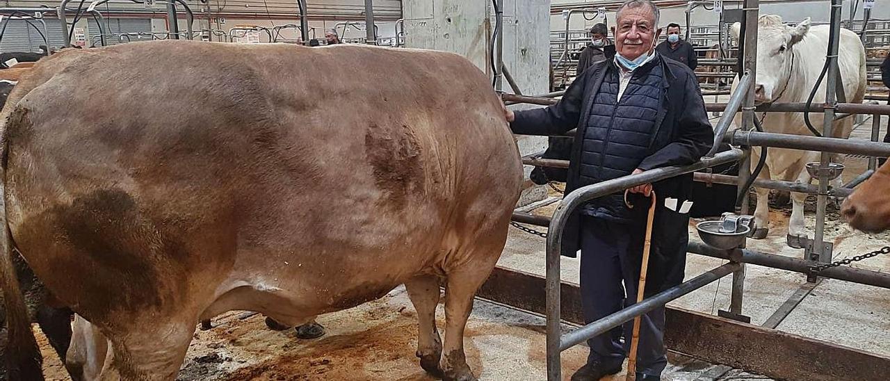 La vaca procedente de una 
granja de San Amaro, ayer, 
en la subasta de Silleda.