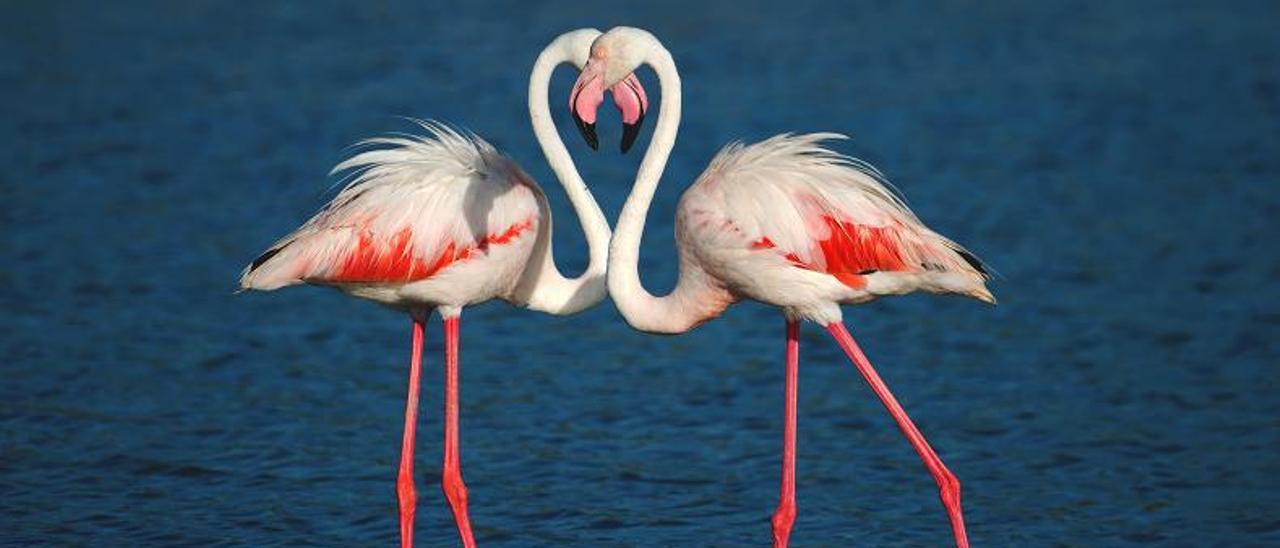 Flamencos de ses Salines fotografiados por Marisa Benito.