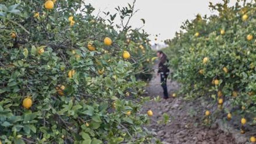 Una finca de producción de cítricos en la provincia.