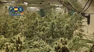 La mafia serbia de la marihuana ya está instalada en la Región