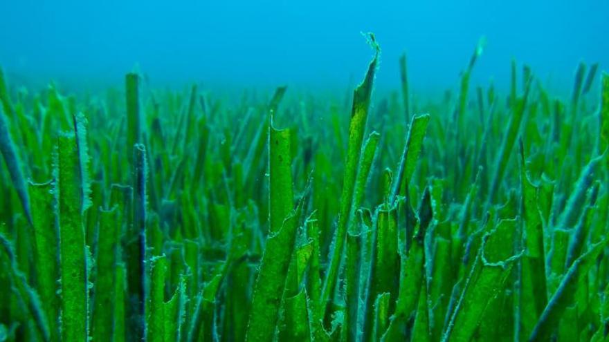 Posidonia