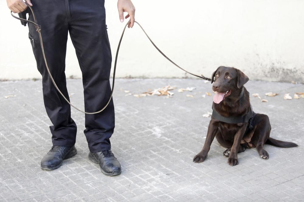 Kira, el nou efectiu de la Unitat Canina de Girona