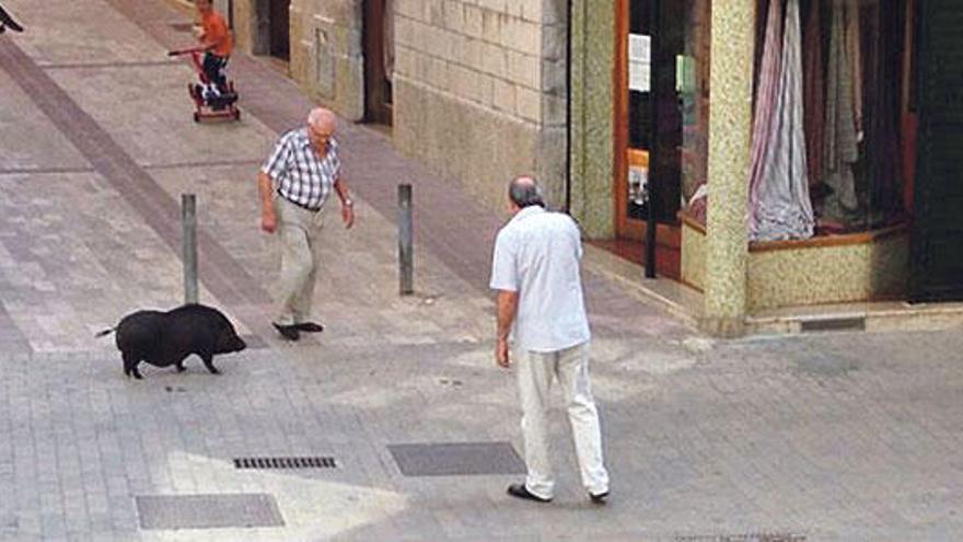 Un cerdo vietnamita campa a sus anchas en Manacor