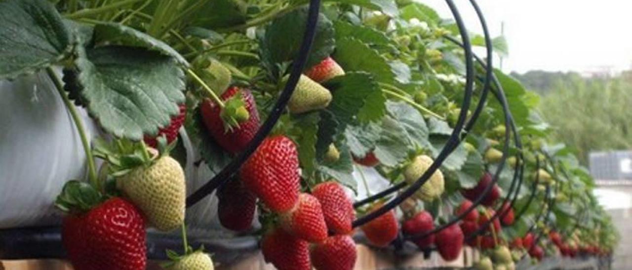 Las fresas mallorquinas destacan por su sabor y aroma especiales.