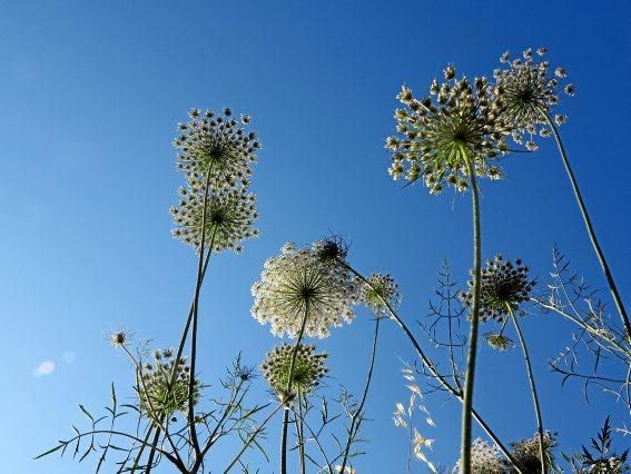 Sommerblumen