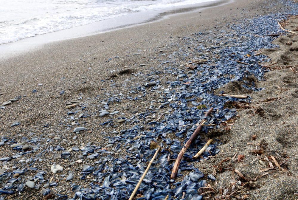 Apareixen milers d'exemplars d'una espècie de medusa a la Costa Brava