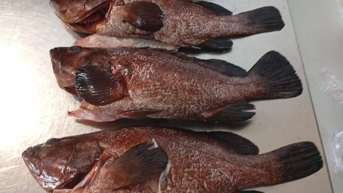 Pescado decomisaado