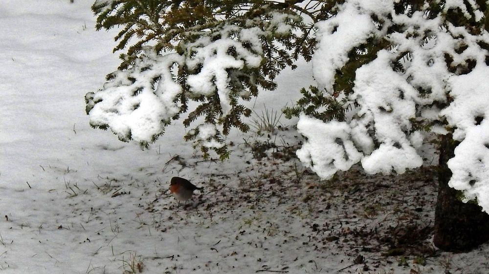 Un pit-roig amagat sota un avet, després de la nevada