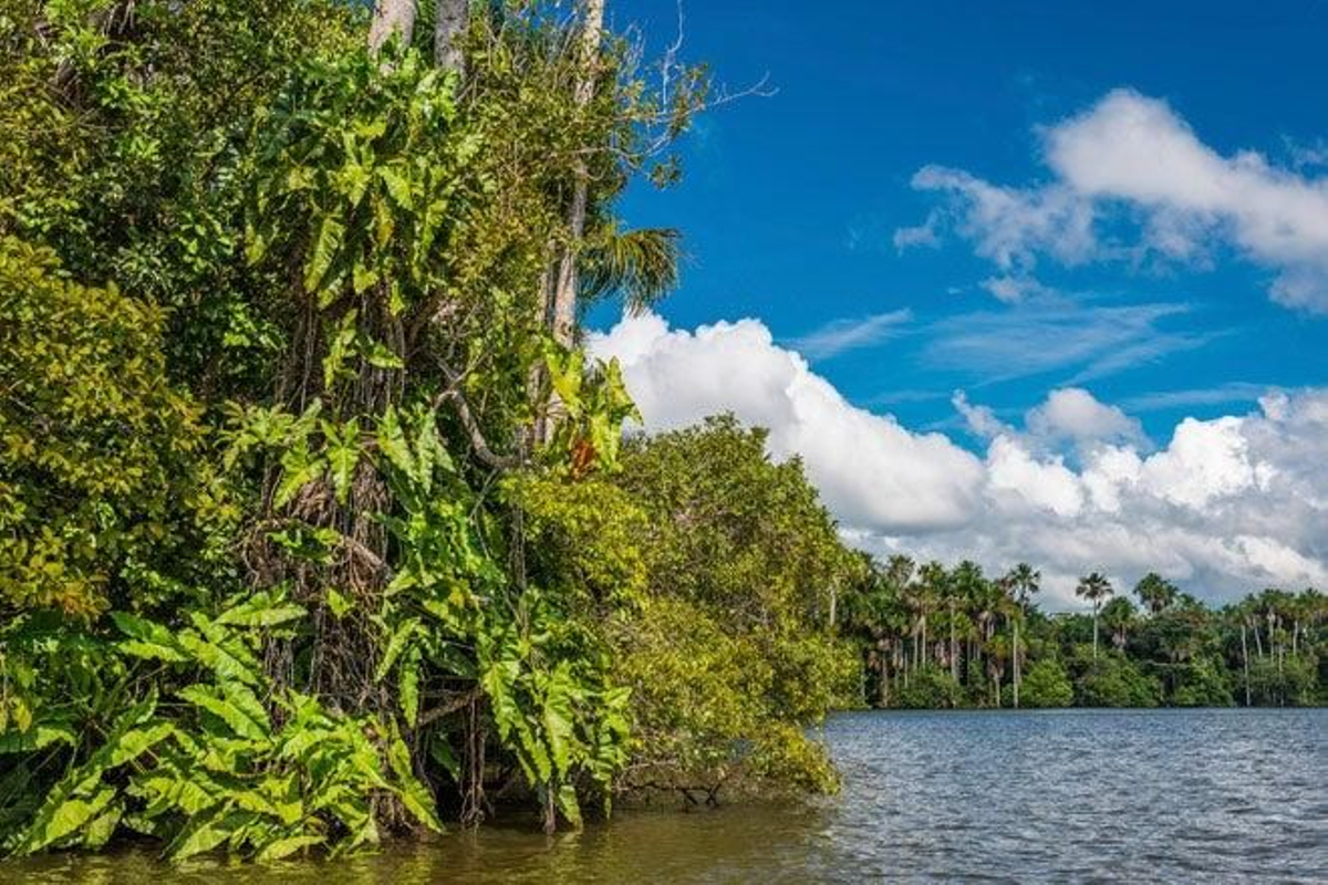 Parque Nacional de Manú