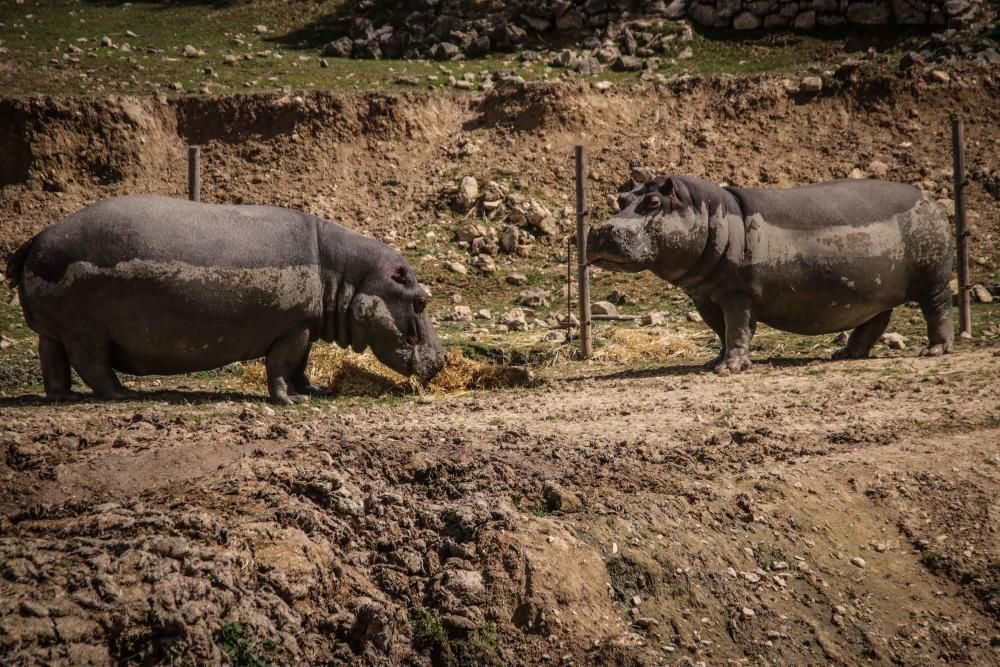 Un safari al límite por el coronavirus