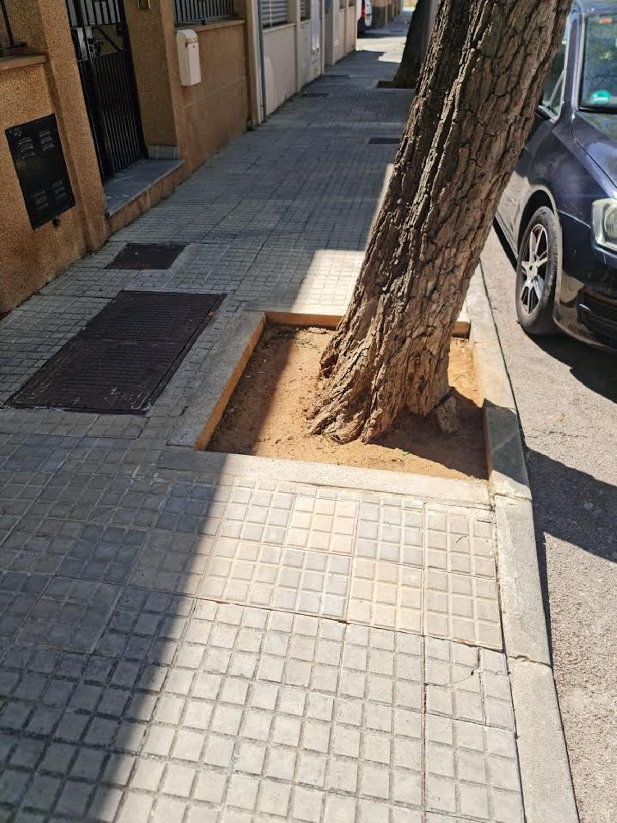 El árbol está plantado en la acera de la calle