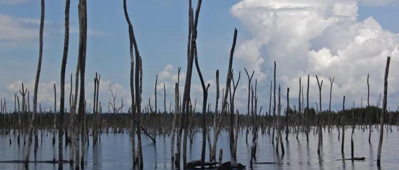 Deforestación, troncos quemados en el Parque Nacional de Sebangau, Indonesia.