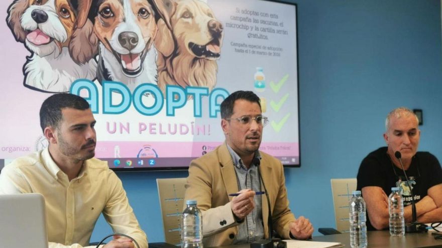 Need for Urgent Action: Mayor of Los Realejos Raises Alarm over 47 Stray Dogs Found in a Month