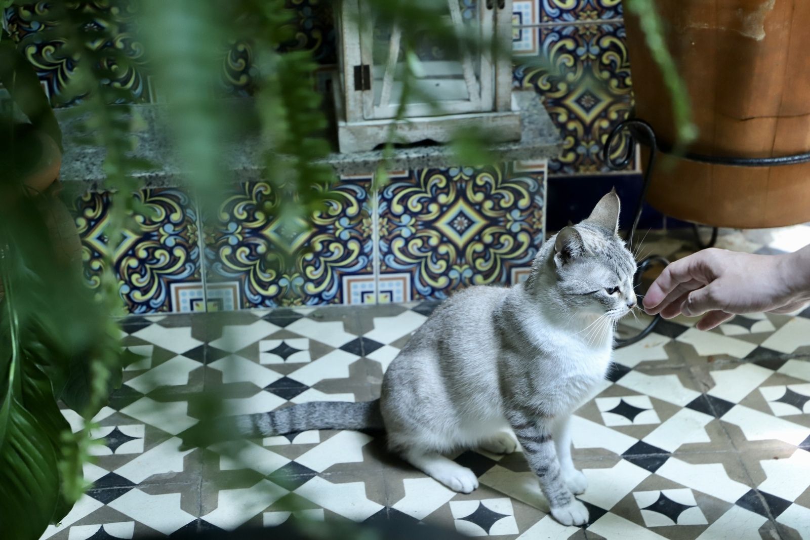 La Ruta 3 de los Patios de Córdoba, en imágenes