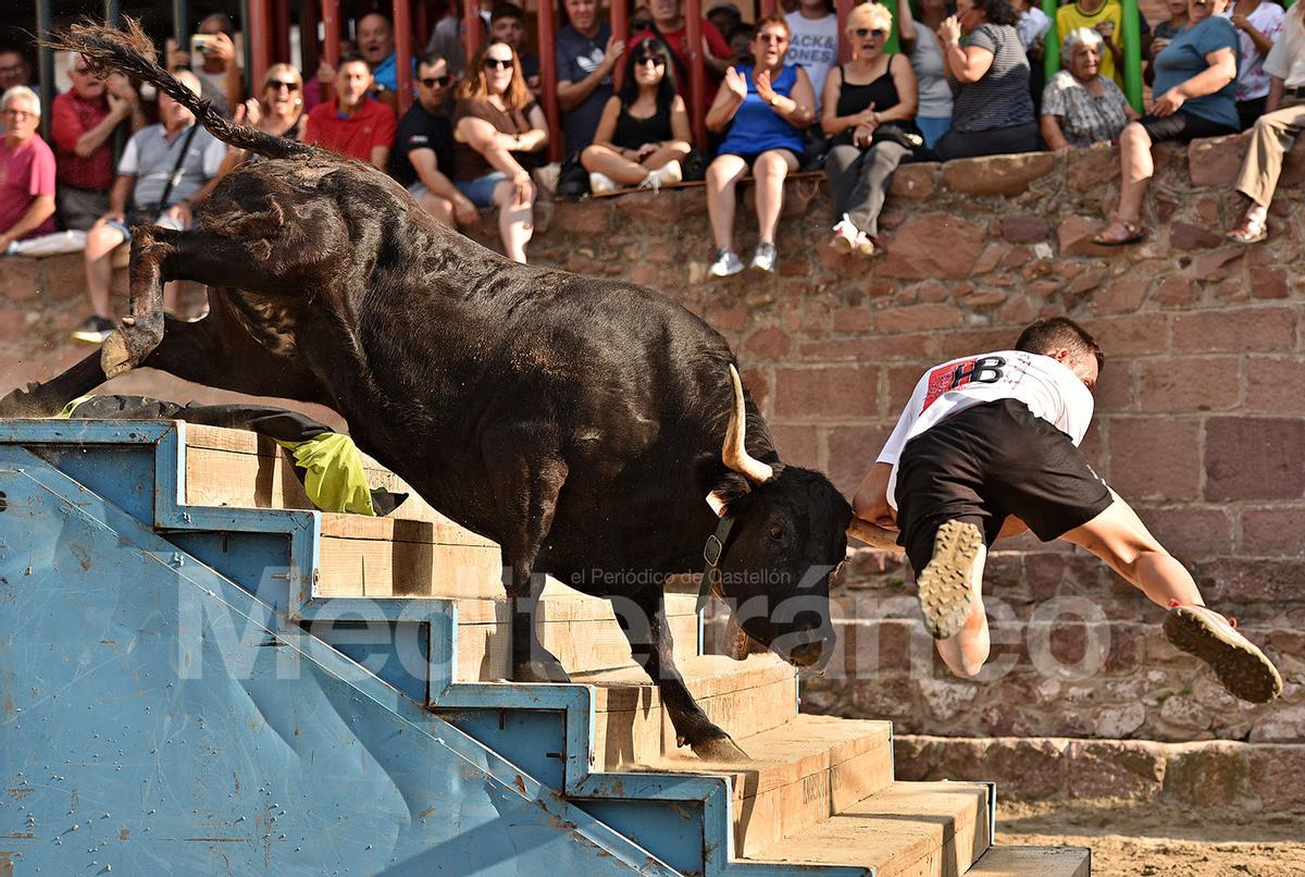 Bous a Vilafamés 2025 Bous a Vilafamés 2025