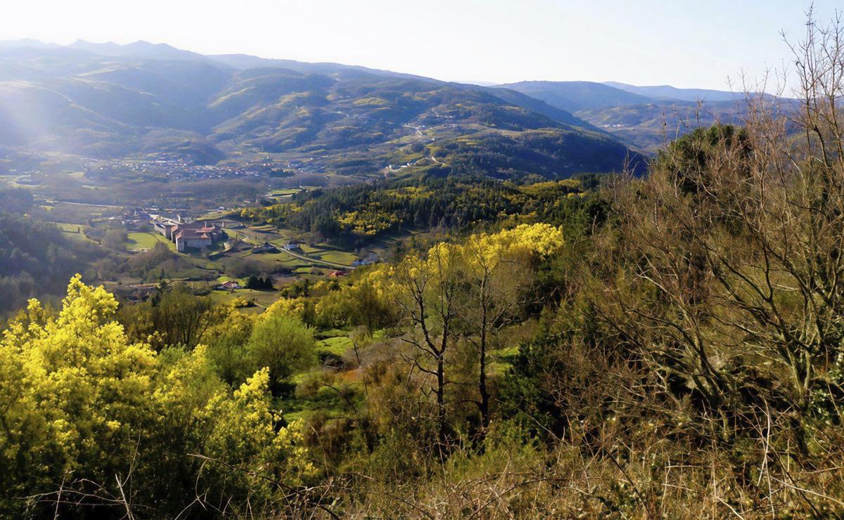 Mimosas do pintor de Goián Xavier Pousa. |  Felipe Senén