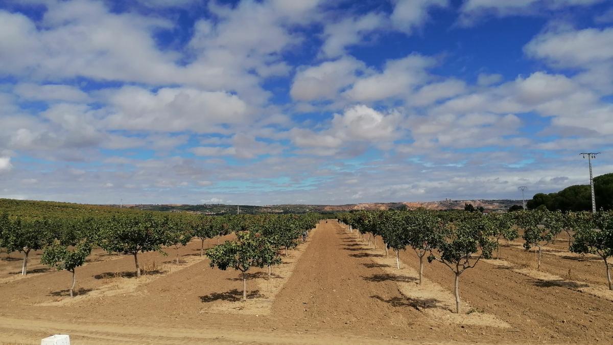 Terrenos cultivados con plantones de pistacho en el municipio de Toro