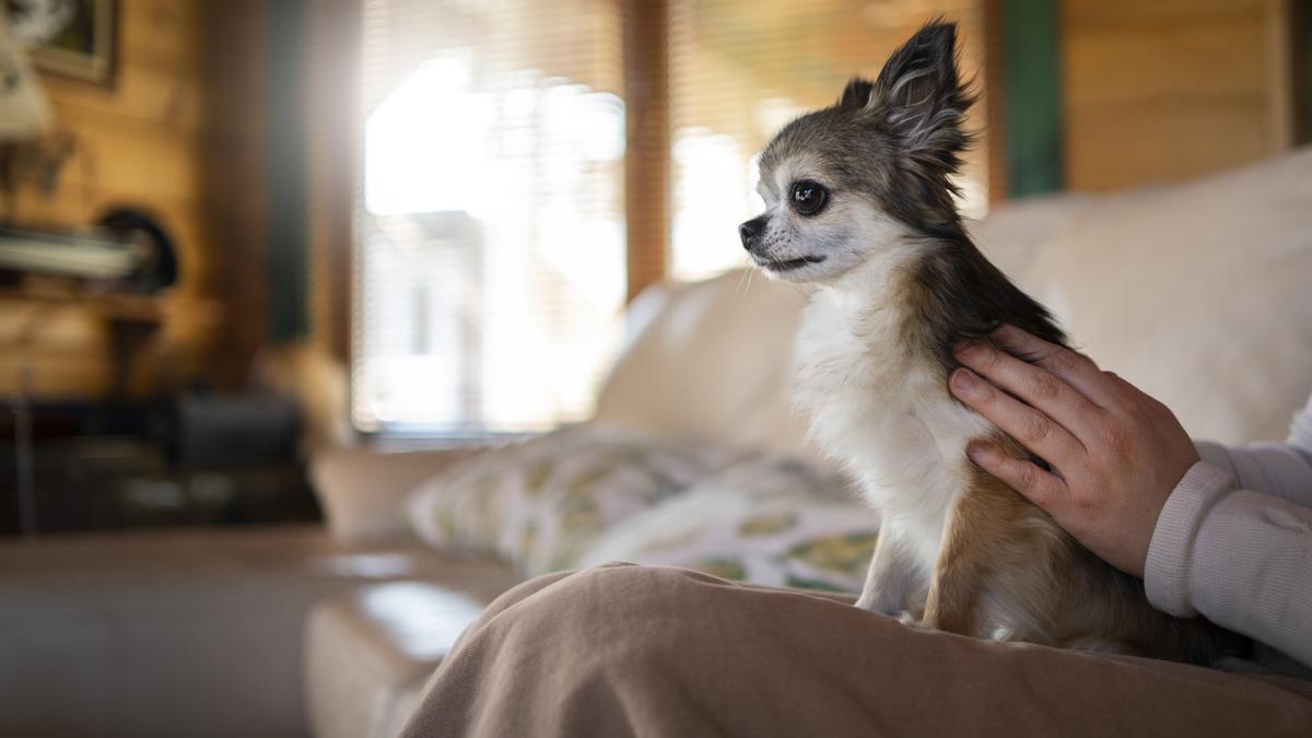 El Chihuahua es una de las razas de perros más de moda en España