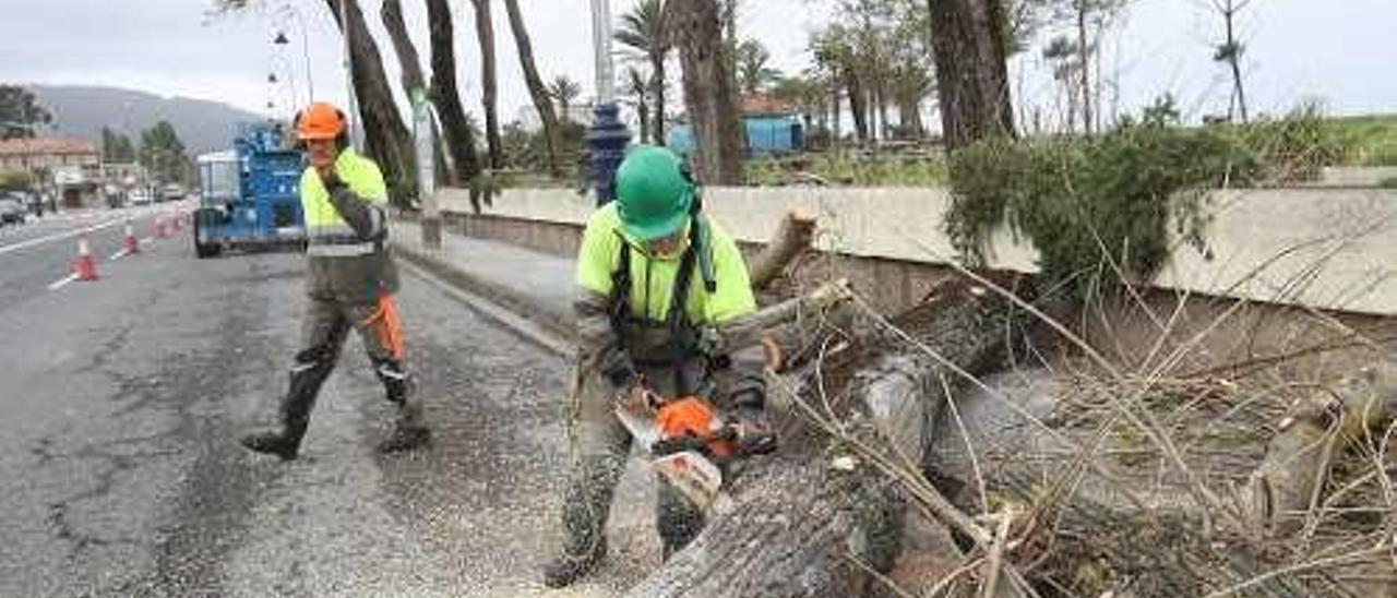 Operarios municipales apuran las podas en Samil.