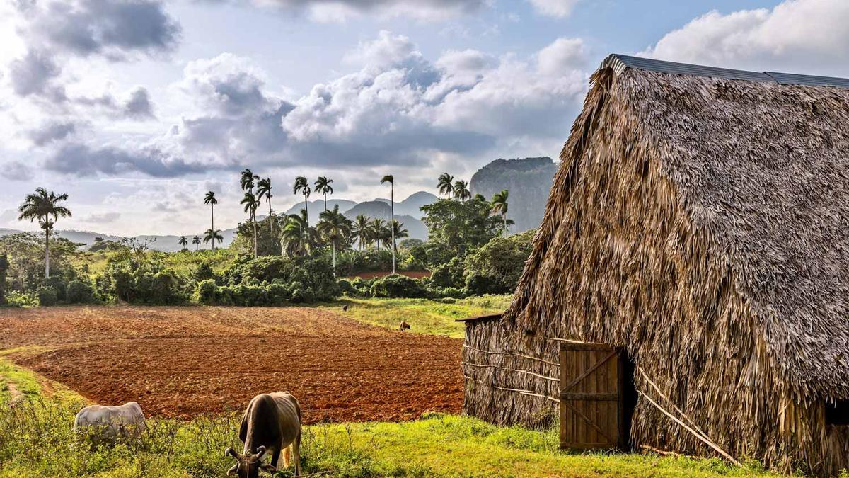 Plantacion de tabaco en valle Viñales, Cuba