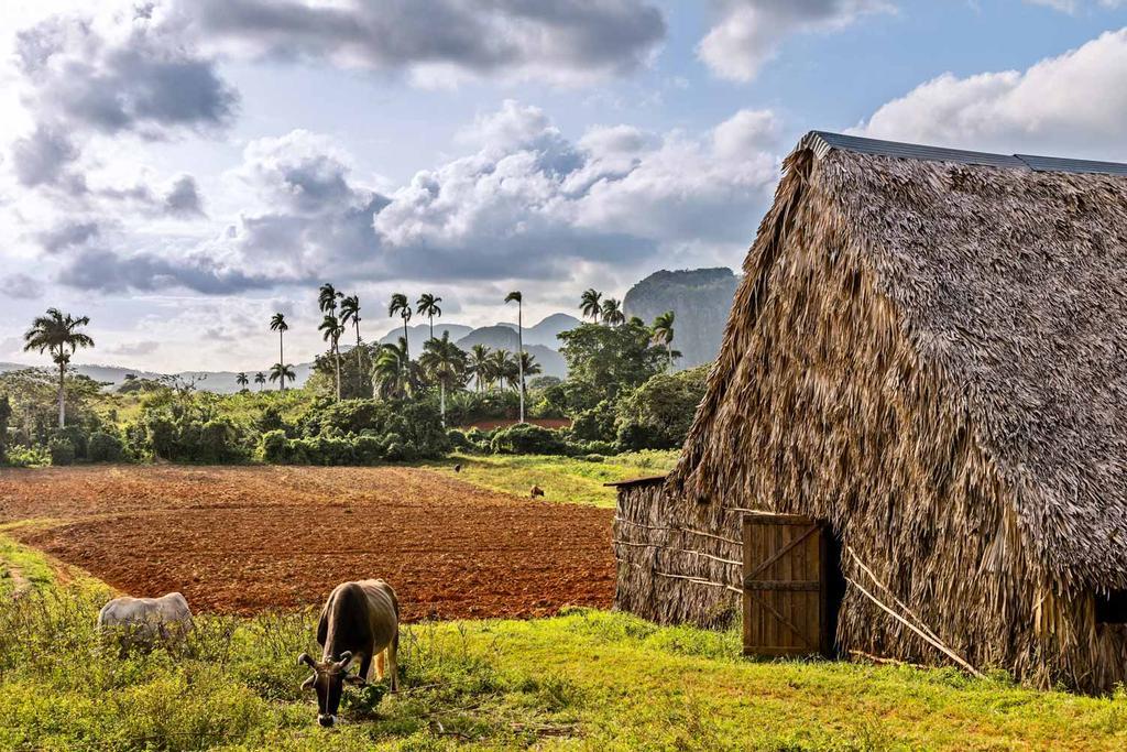 Plantacion de tabaco en valle Viñales, Cuba
