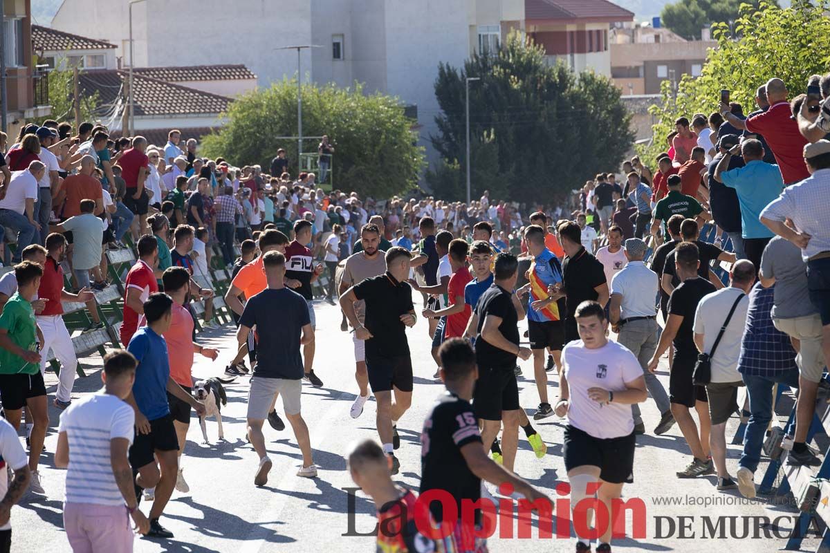 Tercer encierro Feria del Arroz en Calasparra