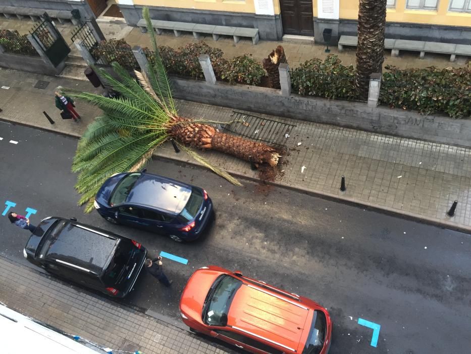 Caída de una palmera en la calle Canalejas