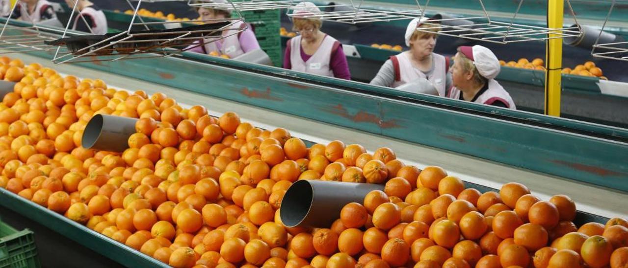 Noventa firmas hortofrutícolas valencianas buscan en la Feria de Berlín más negocio en la UE