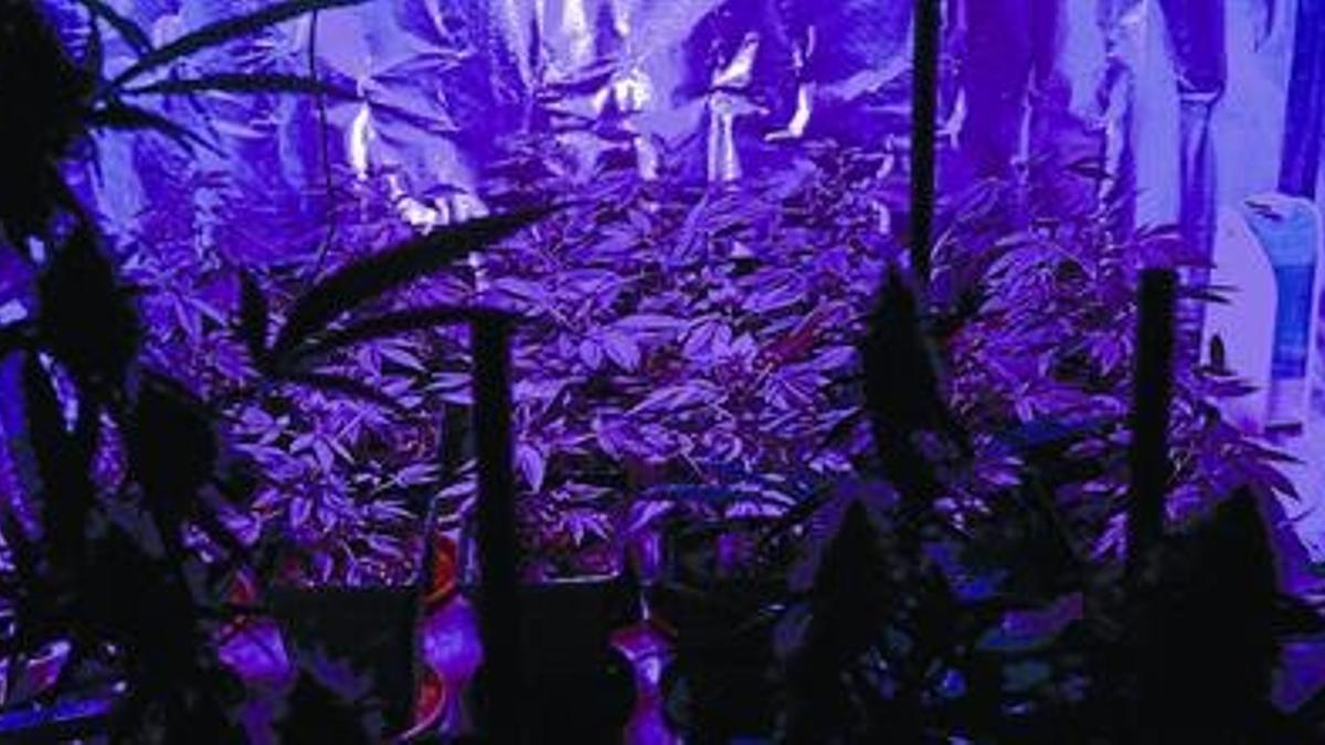 Una plantación de marihuana con 40 ejemplares en un piso de Badalona, en una habitación iluminada con leds y forrada con papel de aluminio para favorecer el crecimiento.