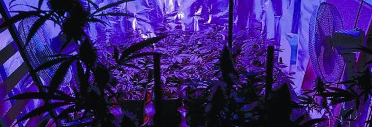 Una plantació de marihuana amb 40 exemplars en un pis de Badalona, en una habitació il·luminada amb leds i forrada amb paper d’alumini per afavorir-ne el creixement. Una plantació de marihuana amb 40 exemplars en un pis de Badalona, en una habitació il·luminada amb leds i forrada amb paper d’alumini per afavorir-ne el creixement.