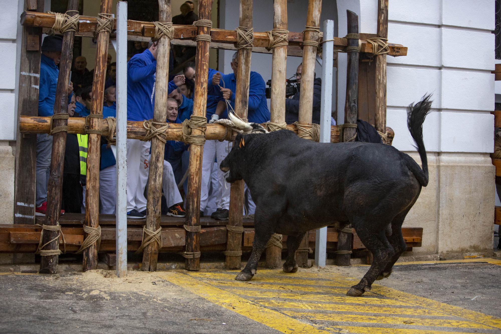 El "Bou en corda" vuelve al Pont Vell de Ontinyent