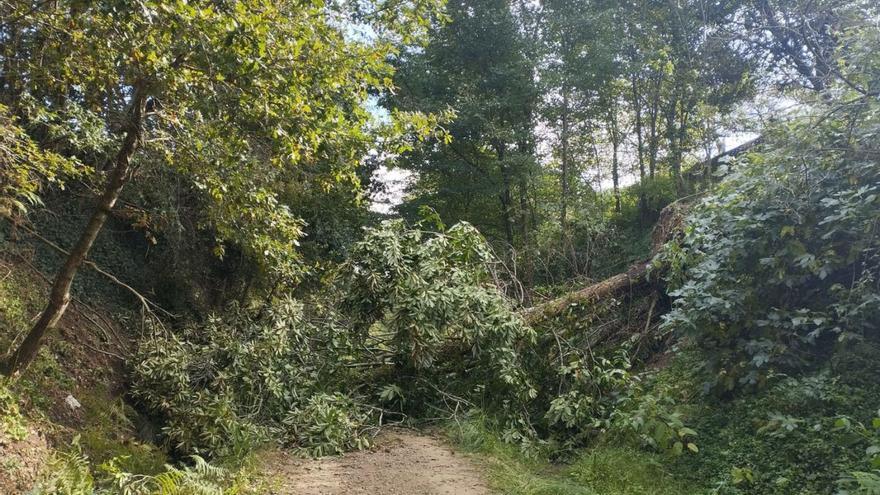Kirk deja intransitable la Vía Verde do Salnés por la caída de árboles