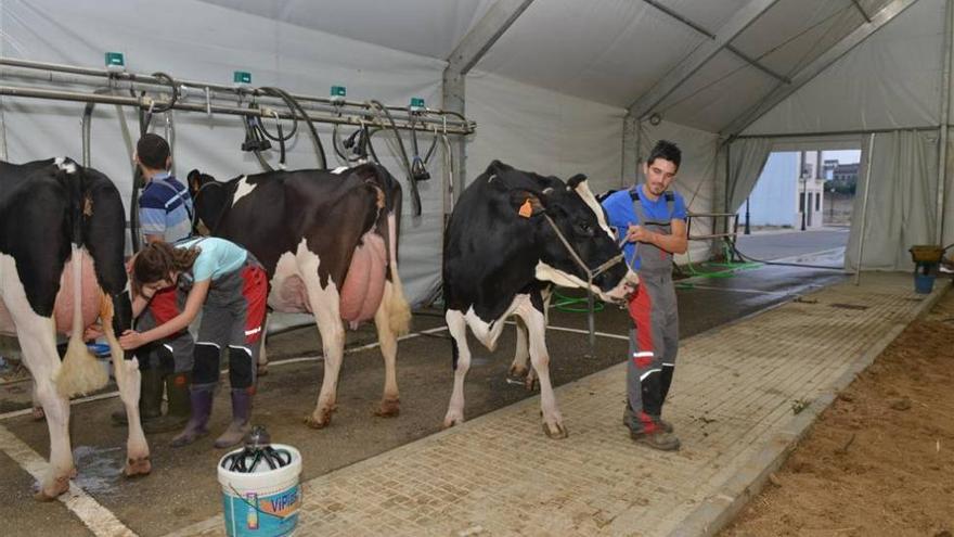 El Gobierno aprueba una nueva regulación para el sector lácteo