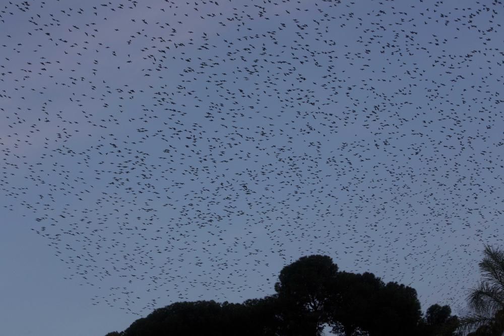 Miles de estorninos y tordos invaden Alicante