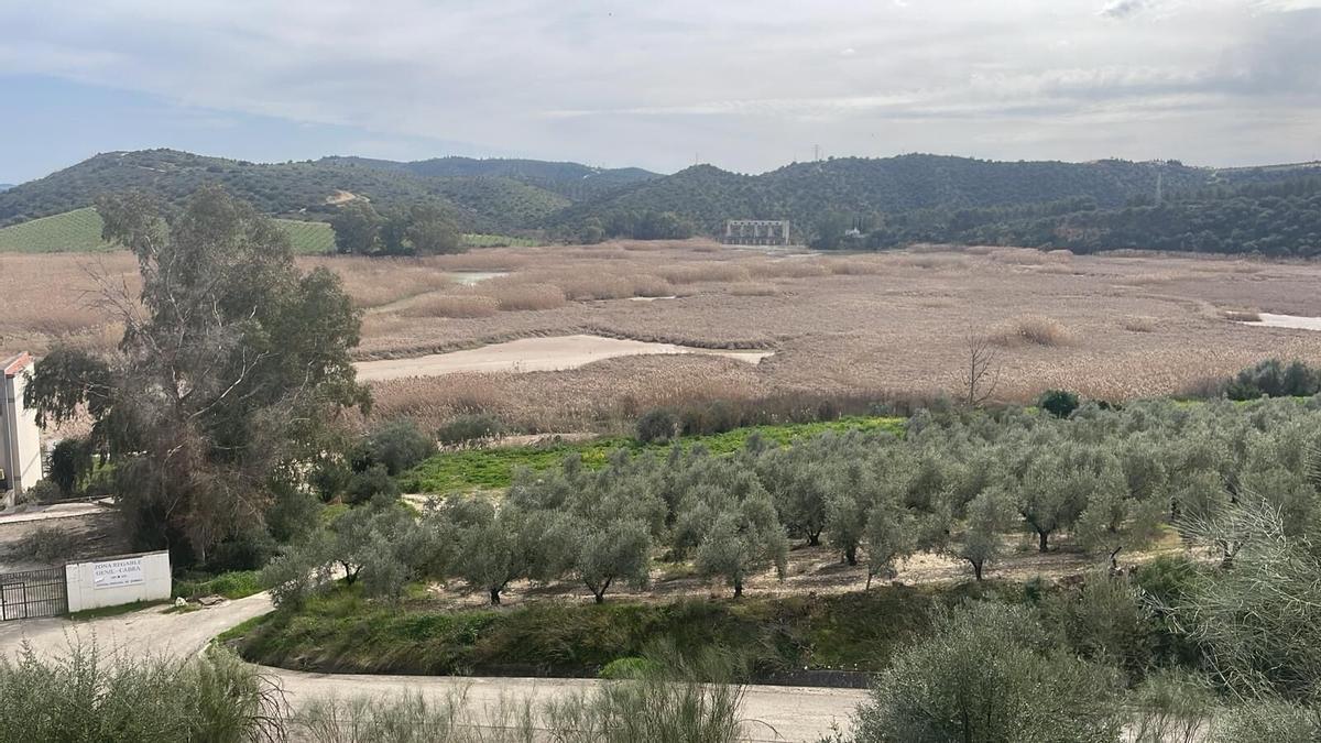 Imagen reciente del embalse de Cordobilla, completamente colmatado.